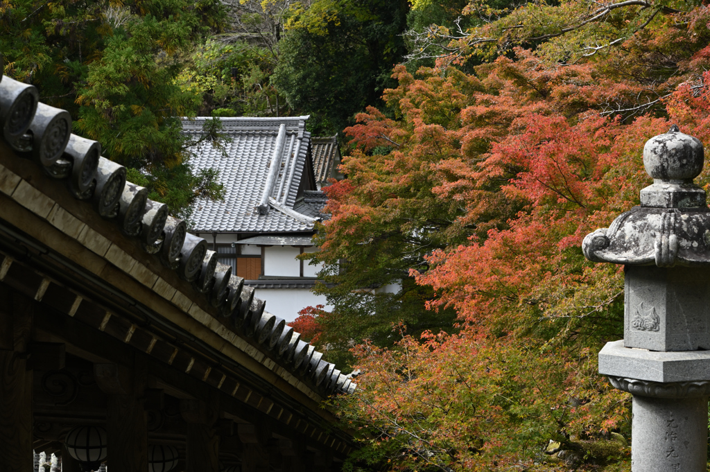 長谷寺　秋景色