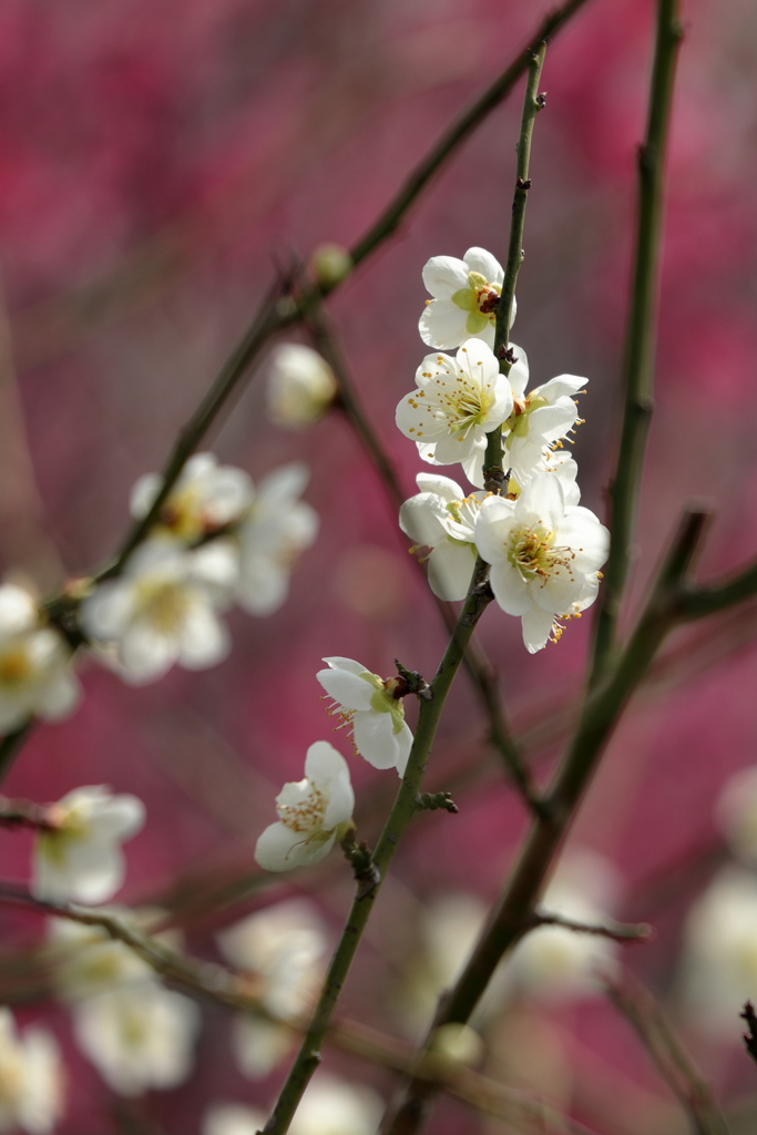 梅の花