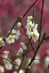 梅の花