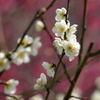 梅の花