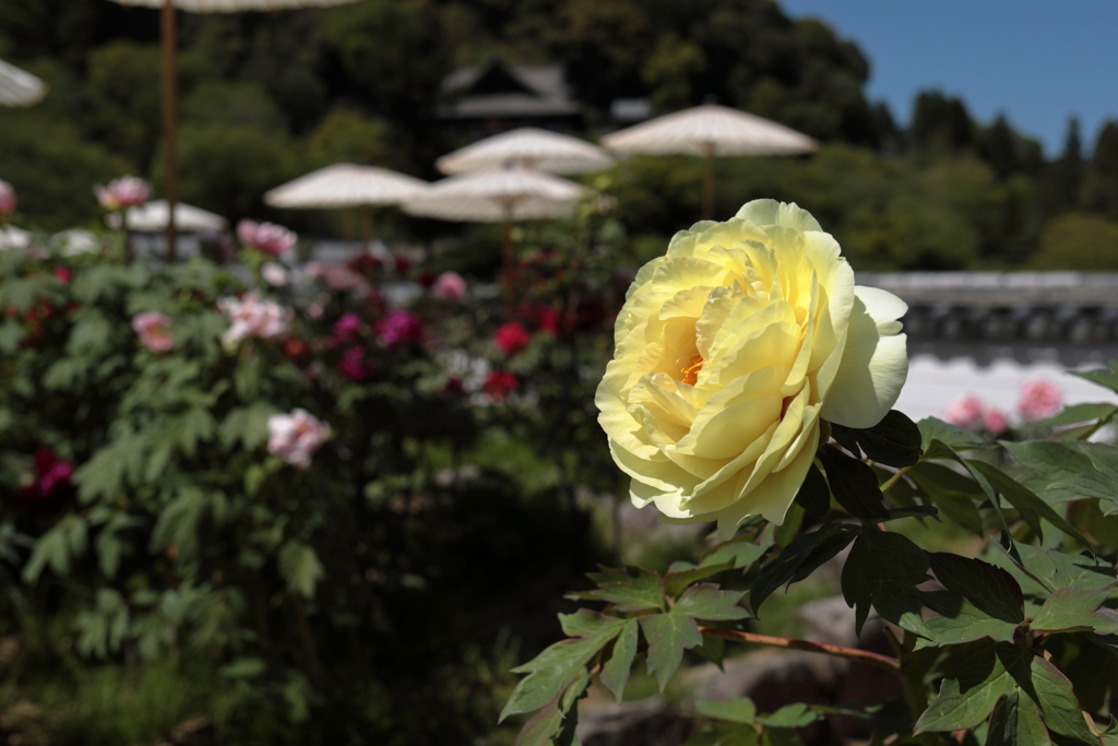 花の寺　長谷寺