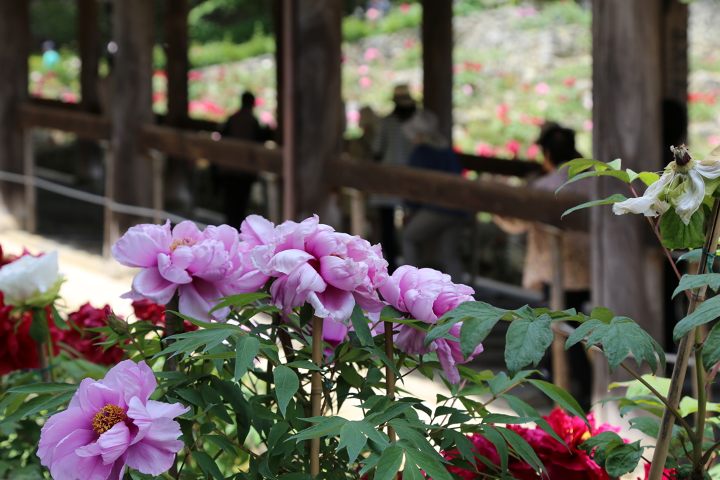 5月の長谷寺　登廊