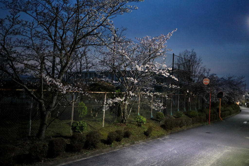 桜のある風景