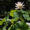 夏の花