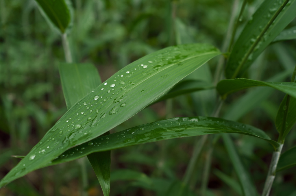 雨上がりの散歩