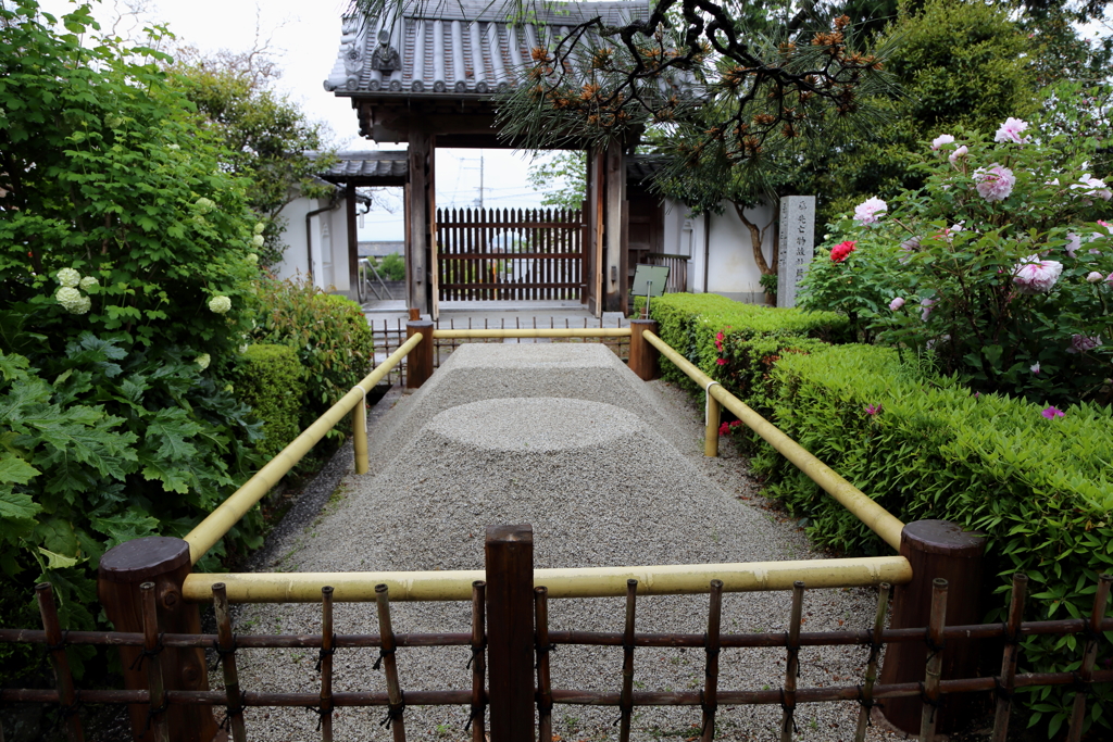 牡丹ひらく
