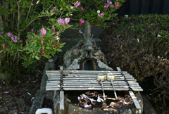 花便り
