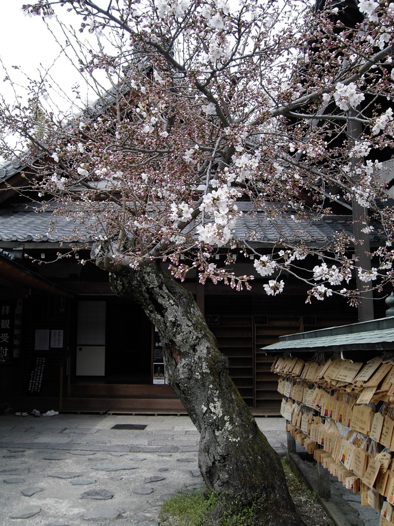 安倍文殊院 桜咲く