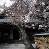 安倍文殊院 桜咲く