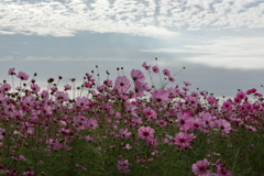 コスモスの花咲く