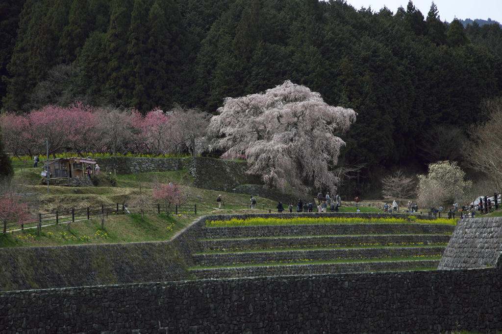 「又兵衛桜」