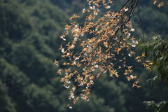 名張 青蓮寺湖辺り