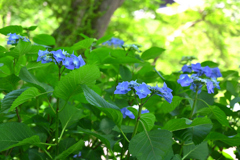花の長谷寺