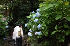 奈良のあじさい寺