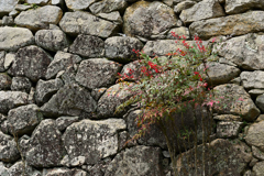長谷寺の寒牡丹