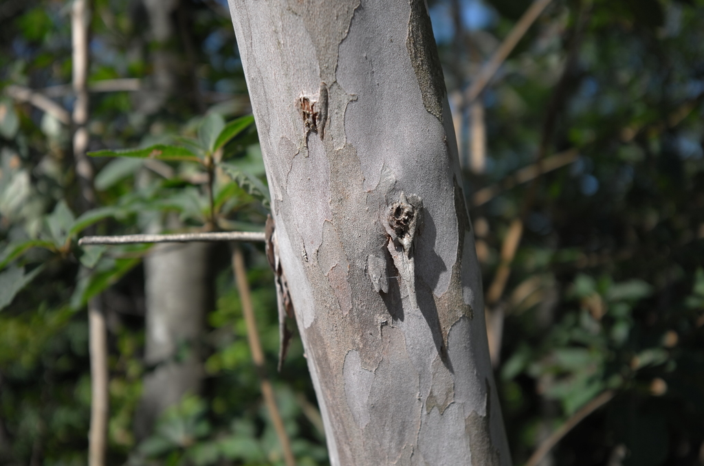 ちょっと秋、散歩