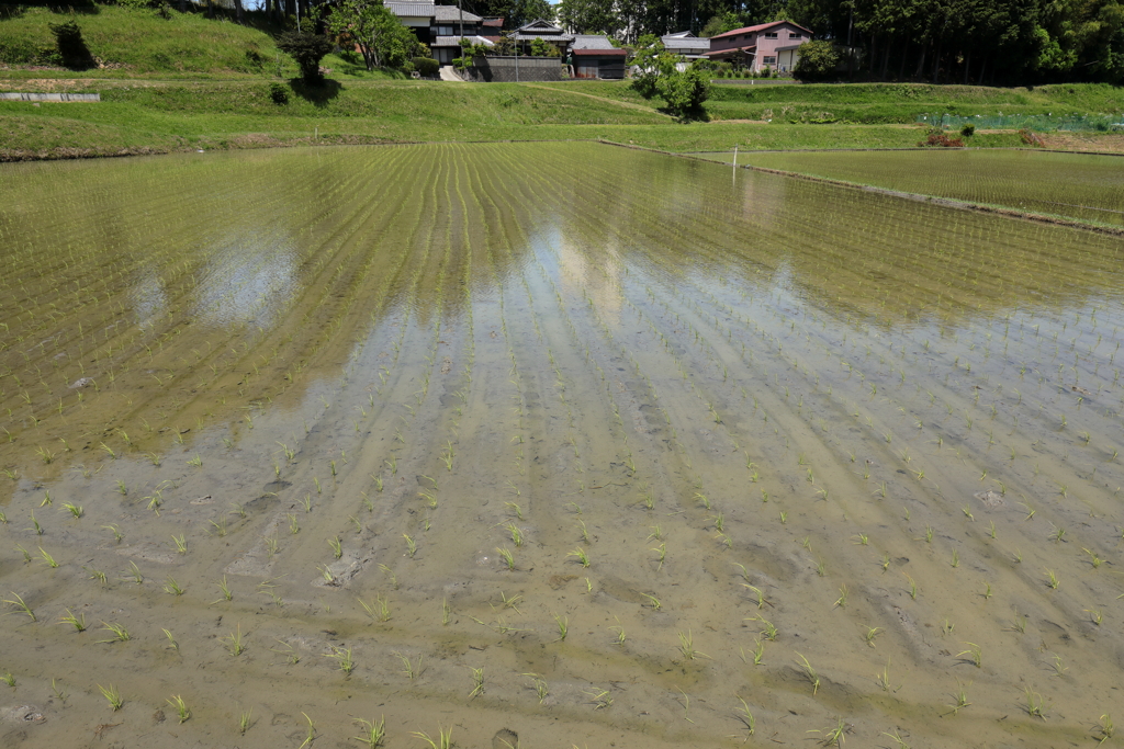 田植え終わる