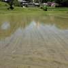 田植え終わる