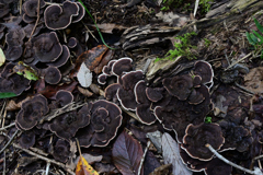 キノコの山 キノコの山