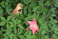 紅一点