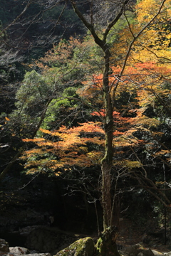 秋寒　赤目四十八滝