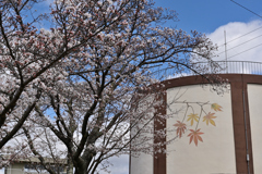 金曜の桜