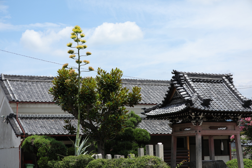 竜舌蘭の花