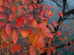 大川の紅葉