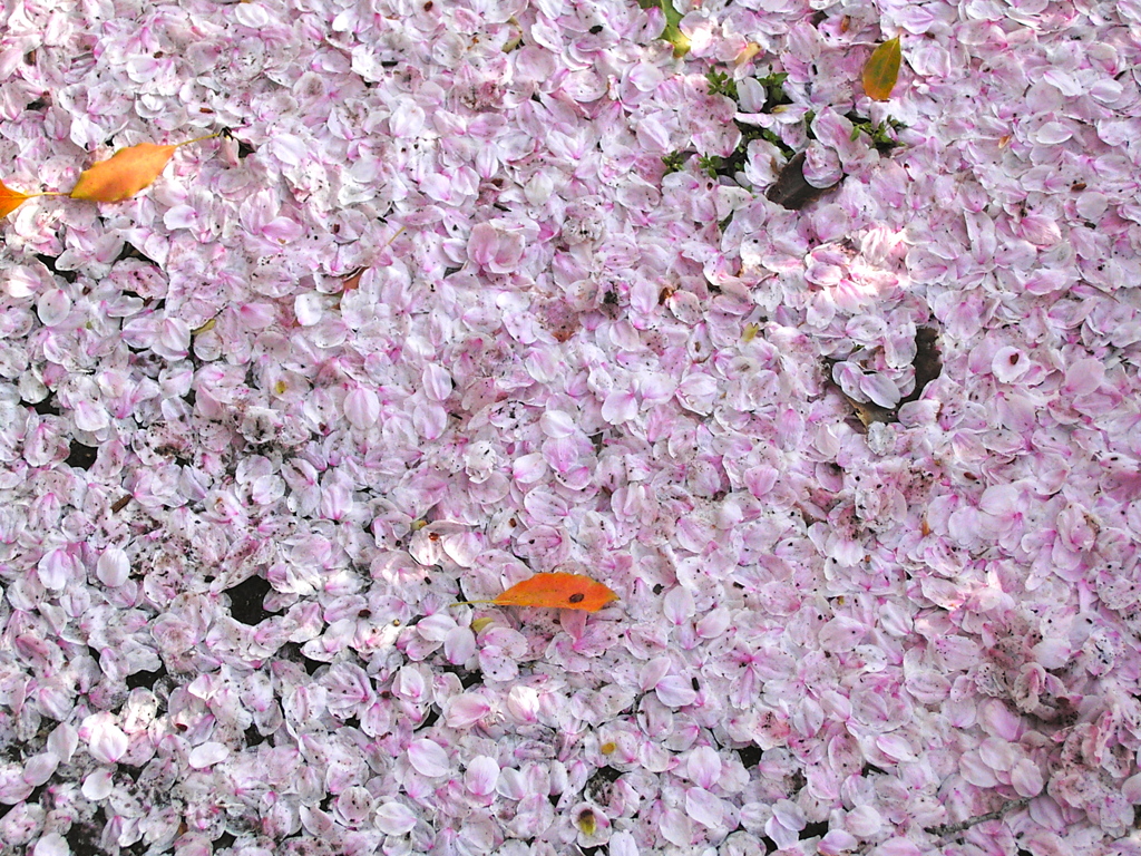 花びらの絨毯