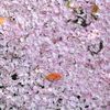 花びらの絨毯