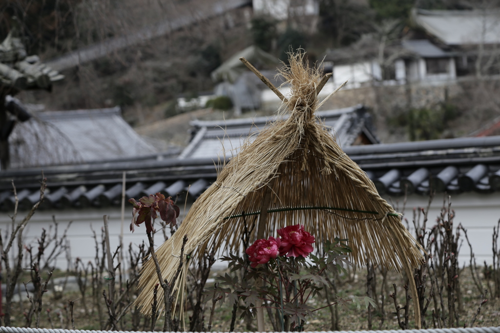 春待ち　長谷寺