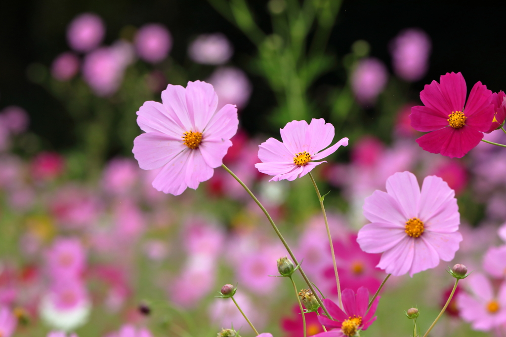 コスモスの花