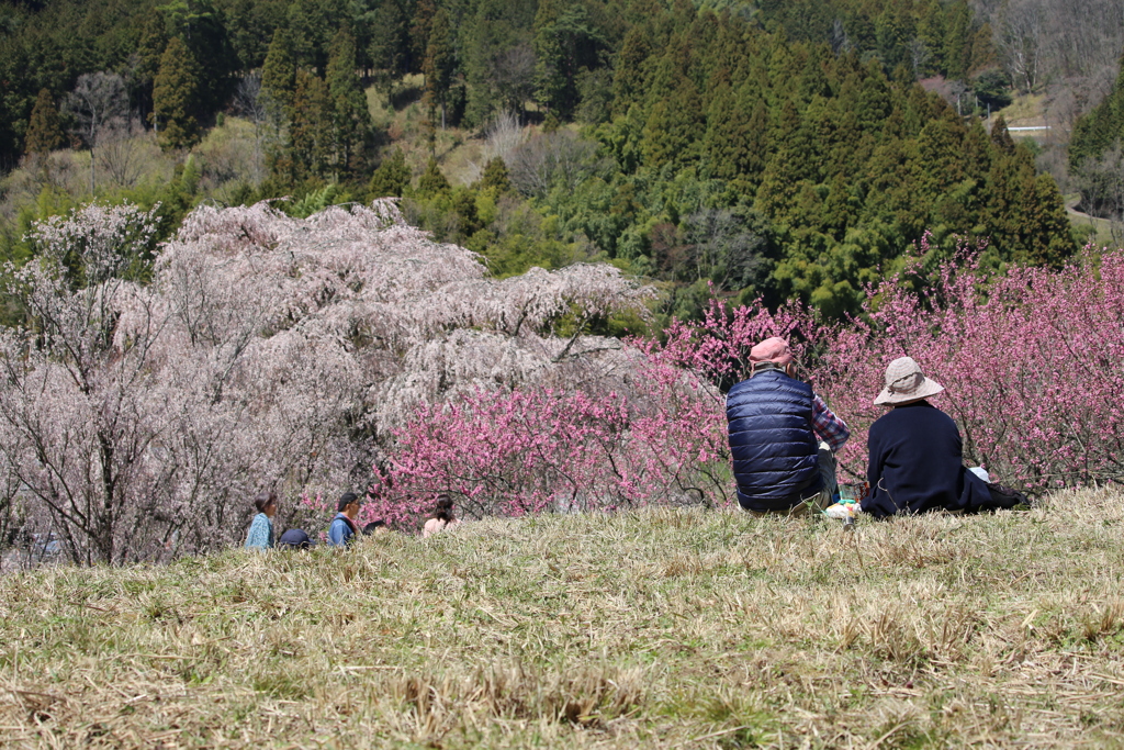 「又兵衛桜」