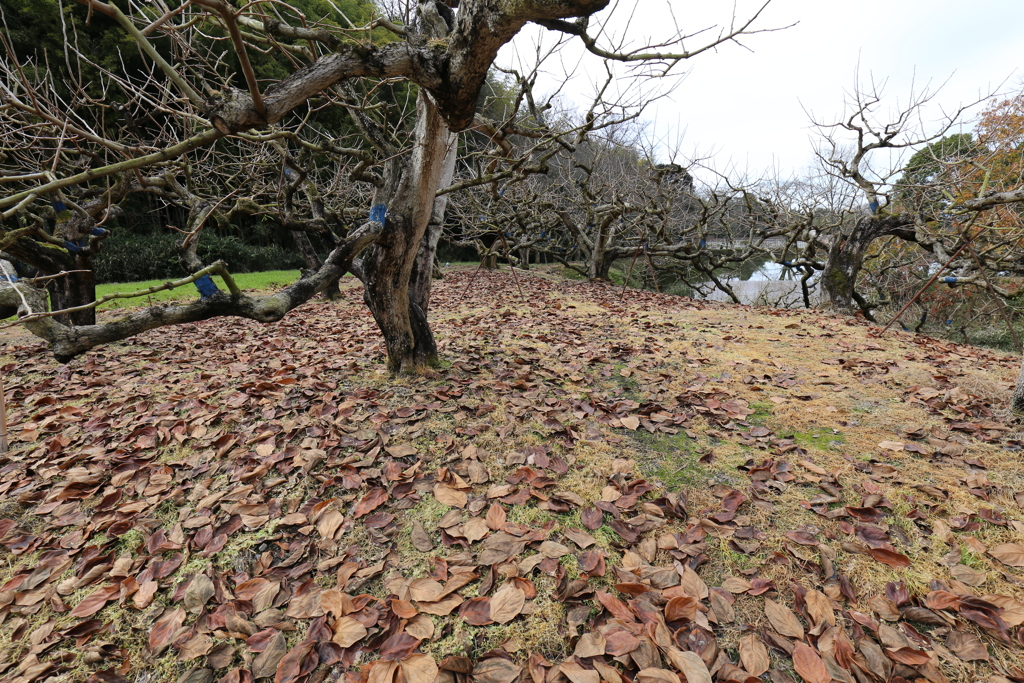 山辺の道　冬模様