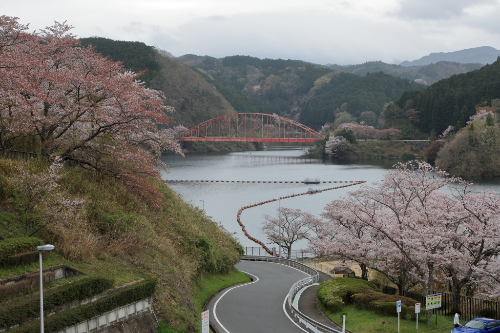 青蓮寺湖の桜