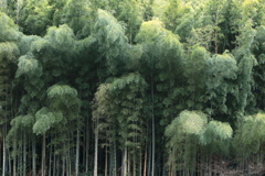 初瀬の冬景色