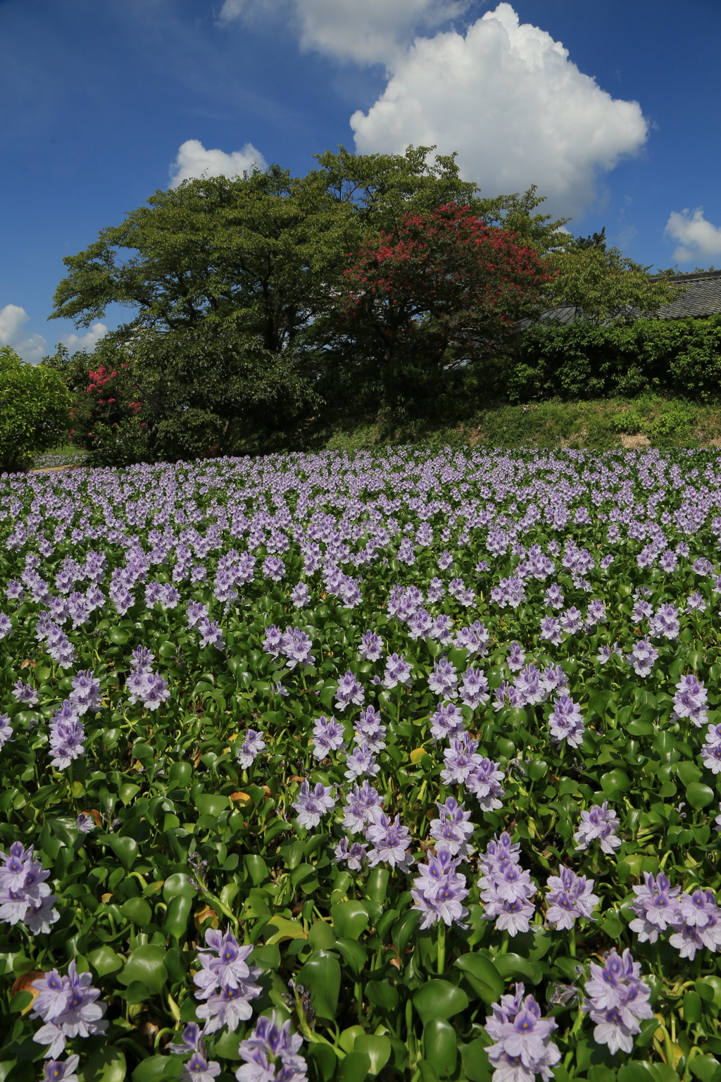 盛夏に咲く布袋青井