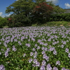 盛夏に咲く布袋青井