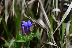 ススキの山 ススキの山