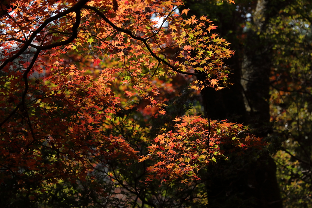 錦の野山