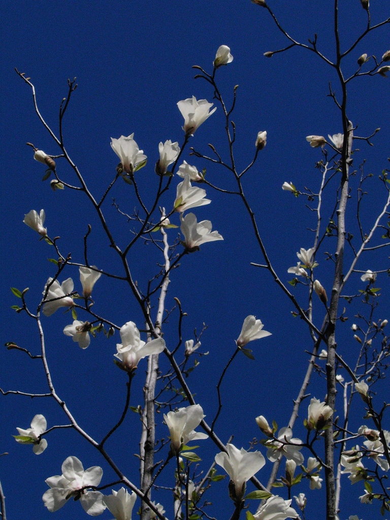桜ノ宮　百花繚乱