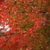 秋の彩り