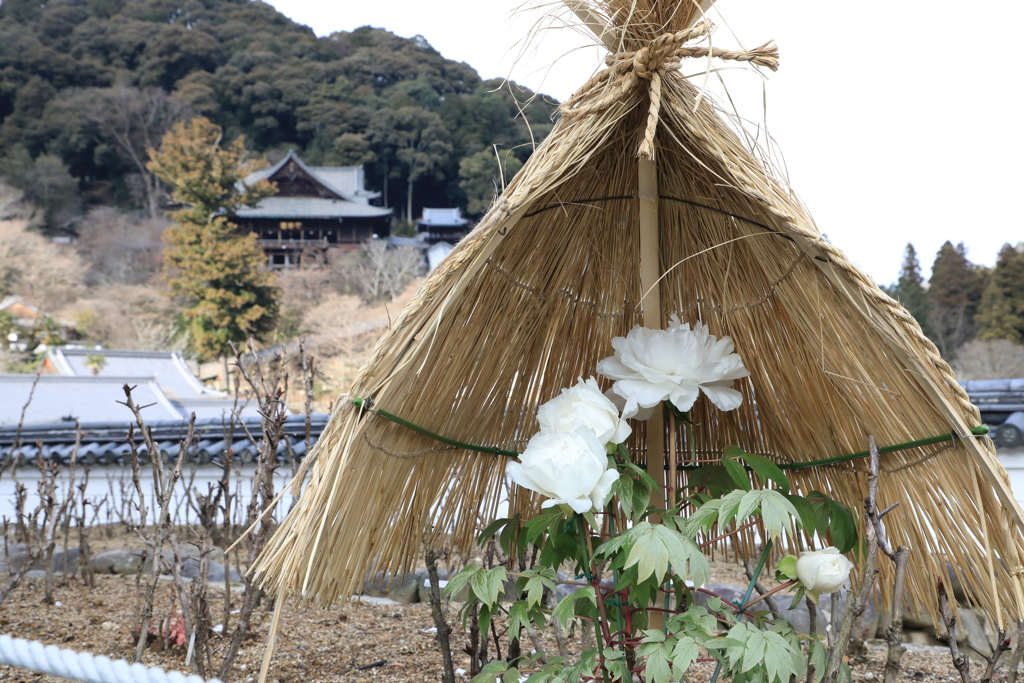 長谷寺　寒牡丹