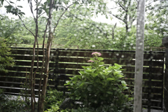 雨の日は