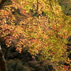 秋の赤目渓谷