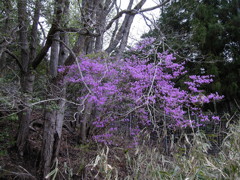 散歩道　ミツバツツジ Nabarijin