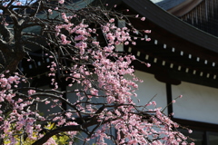 西の京へ梅見