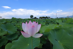 Lotus