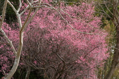 梅の花