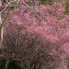 梅の花